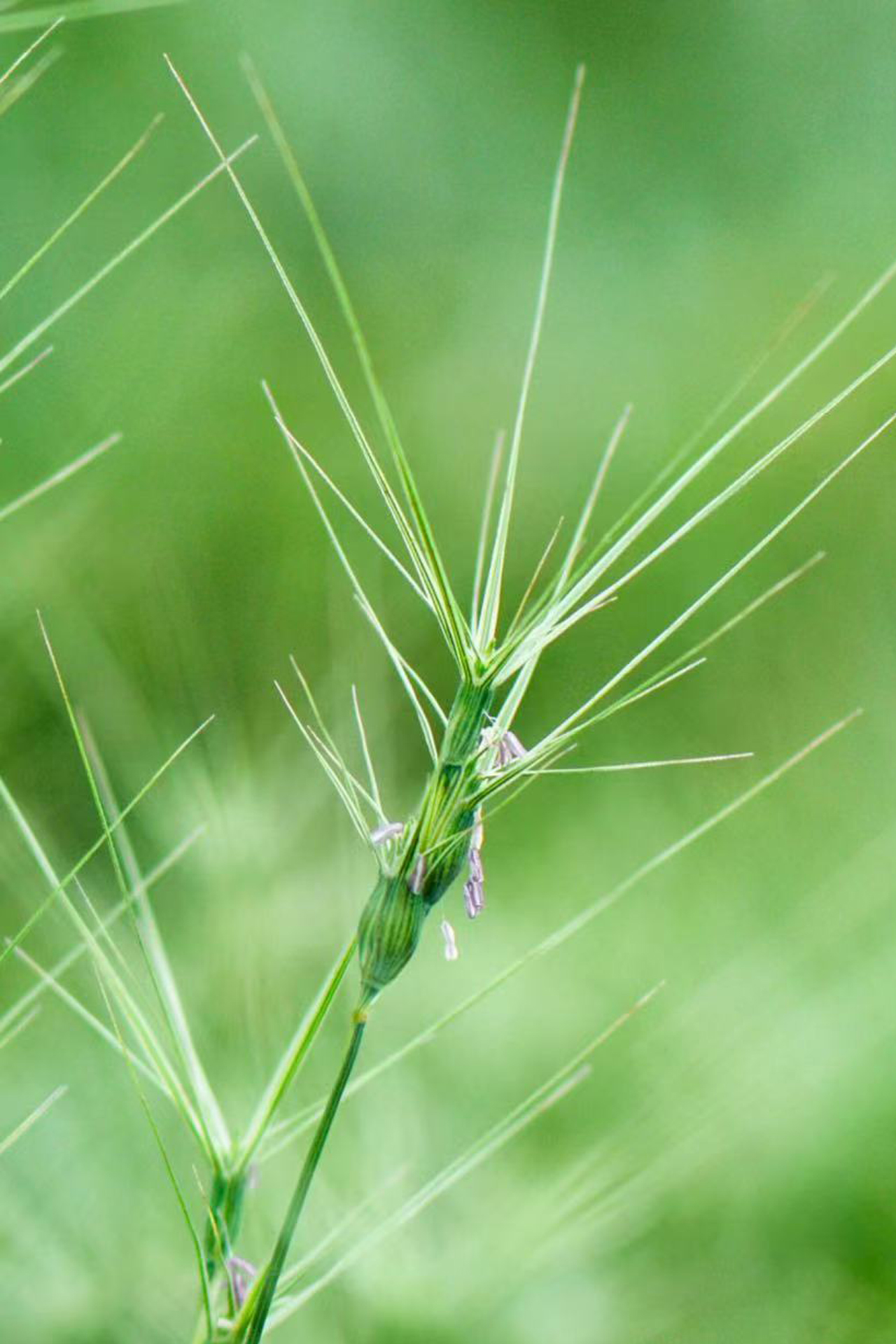 Aegilops biuncialis
